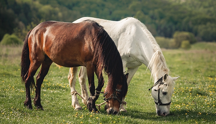 Des lignes directrices pour aider vétérinaires et forces de l’ordre à lutter contre la maltraitance des chevaux aux États-Unis